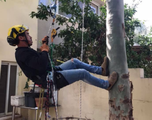 גיזום וכריתת עצים מאת נירים עיצוב
